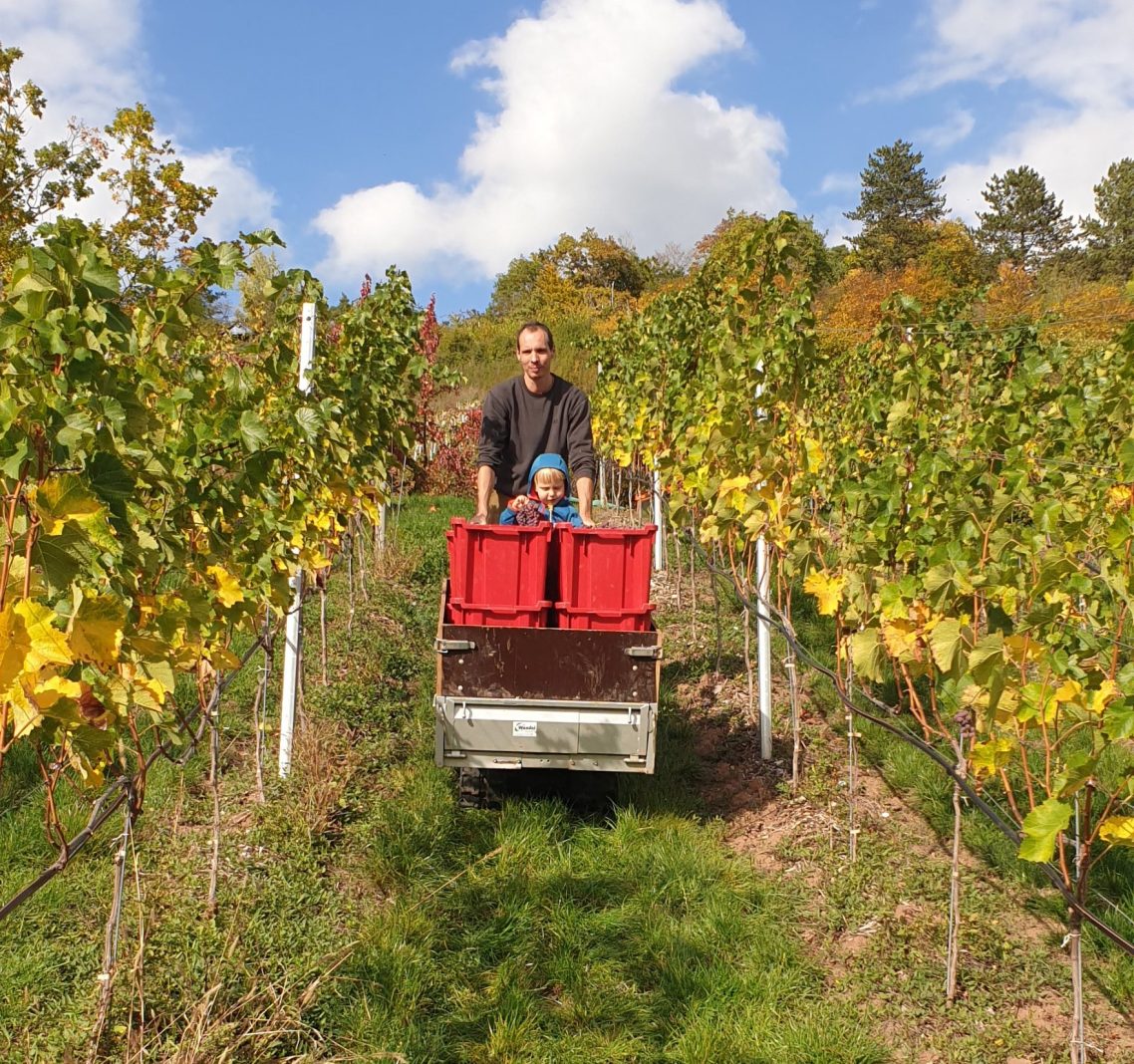 Simon Hönle im Weinberg